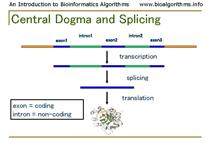 An Introduction to Bioinformatics Algorithms www. bioalgorithms. info Central Dogma and Splicing intron 1