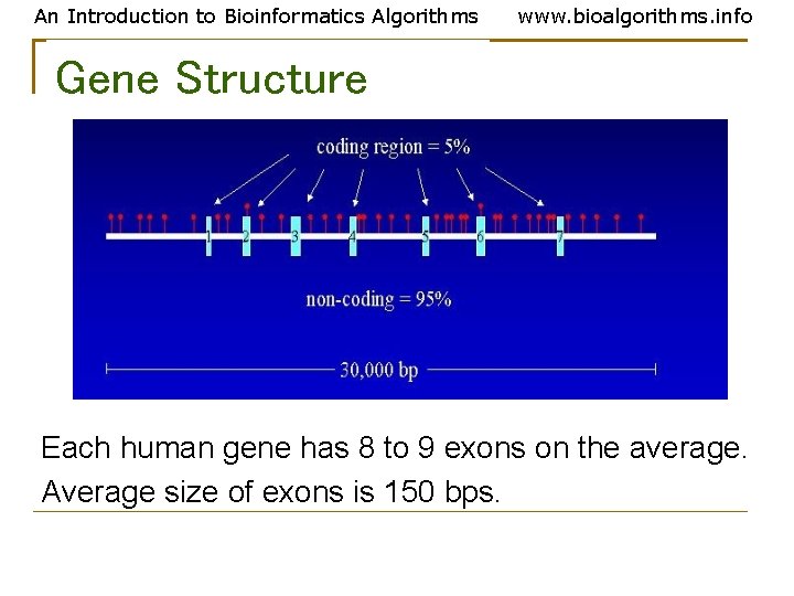 An Introduction to Bioinformatics Algorithms www. bioalgorithms. info Gene Structure Each human gene has