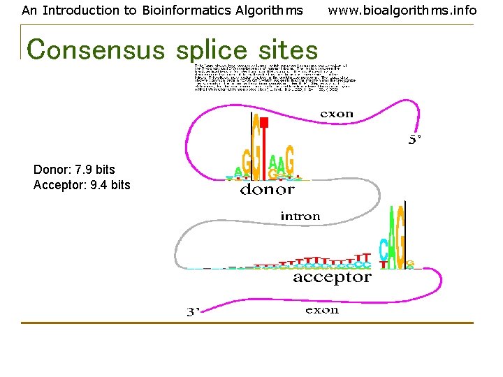 An Introduction to Bioinformatics Algorithms Consensus splice sites Donor: 7. 9 bits Acceptor: 9.