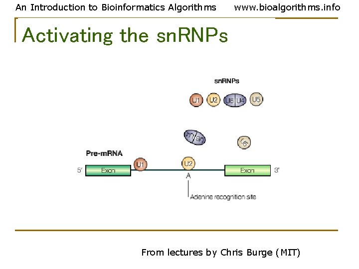 An Introduction to Bioinformatics Algorithms www. bioalgorithms. info Activating the sn. RNPs From lectures