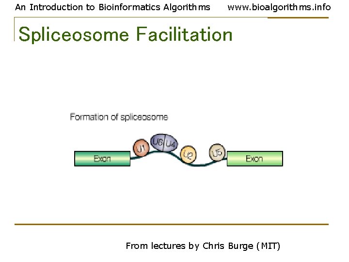 An Introduction to Bioinformatics Algorithms www. bioalgorithms. info Spliceosome Facilitation From lectures by Chris