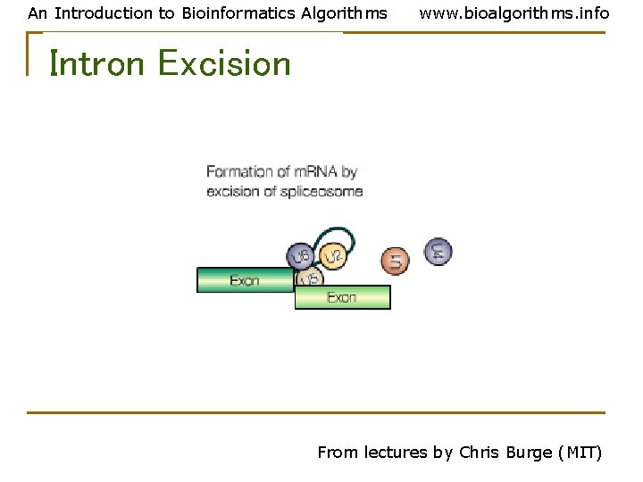 An Introduction to Bioinformatics Algorithms www. bioalgorithms. info Intron Excision From lectures by Chris