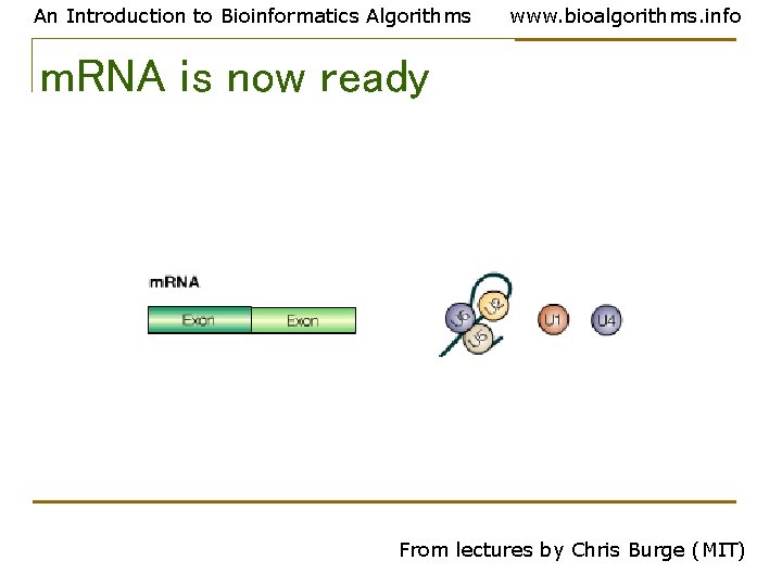 An Introduction to Bioinformatics Algorithms www. bioalgorithms. info m. RNA is now ready From