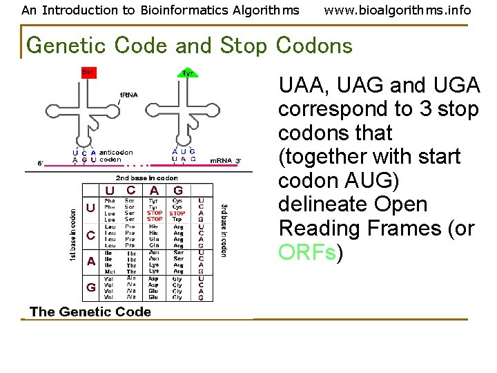 An Introduction to Bioinformatics Algorithms www. bioalgorithms. info Genetic Code and Stop Codons UAA,