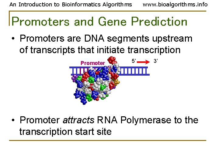 An Introduction to Bioinformatics Algorithms www. bioalgorithms. info Promoters and Gene Prediction • Promoters