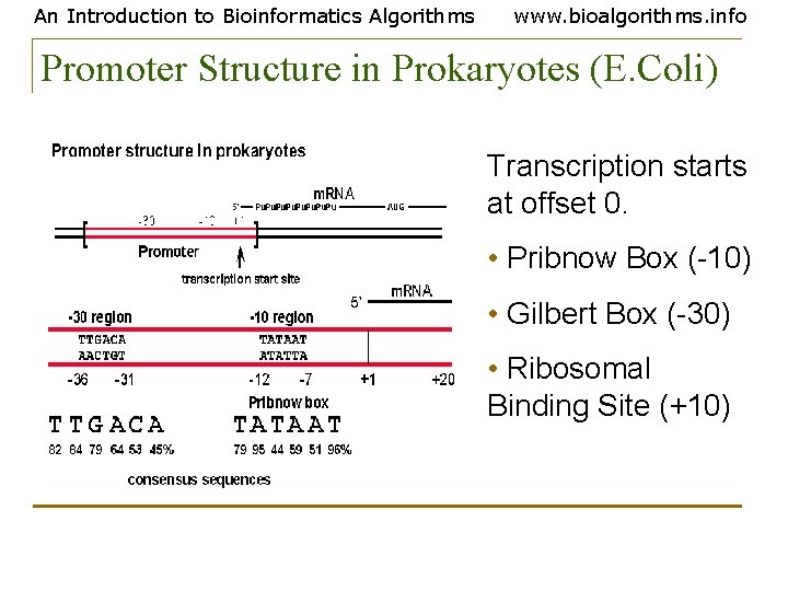 An Introduction to Bioinformatics Algorithms www. bioalgorithms. info Promoter Structure in Prokaryotes (E. Coli)