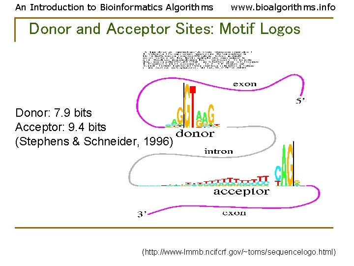 An Introduction to Bioinformatics Algorithms www. bioalgorithms. info Donor and Acceptor Sites: Motif Logos