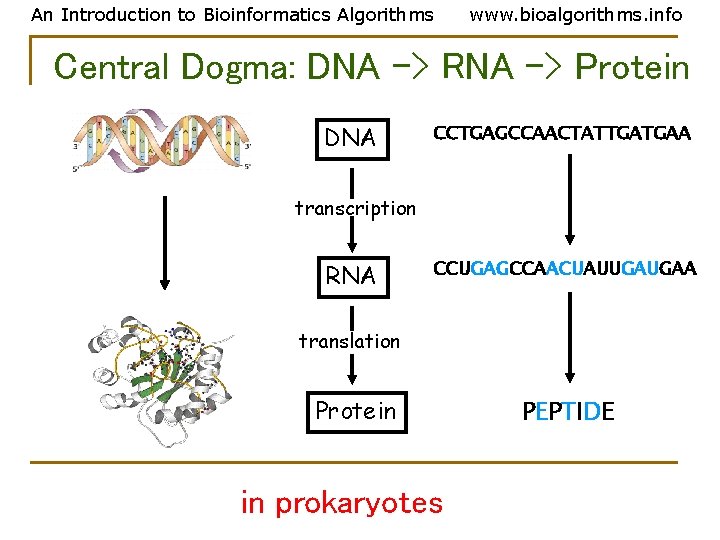 An Introduction to Bioinformatics Algorithms www. bioalgorithms. info Central Dogma: DNA -> RNA ->