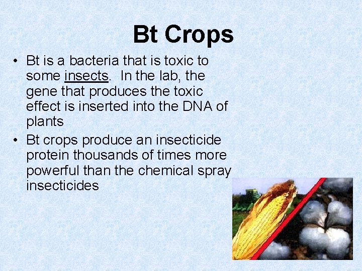 Bt Crops • Bt is a bacteria that is toxic to some insects. In