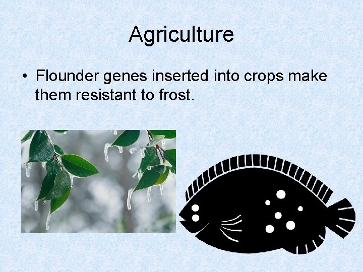 Agriculture • Flounder genes inserted into crops make them resistant to frost. 
