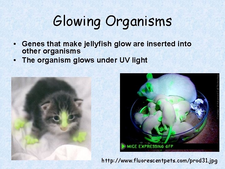 Glowing Organisms • Genes that make jellyfish glow are inserted into other organisms •