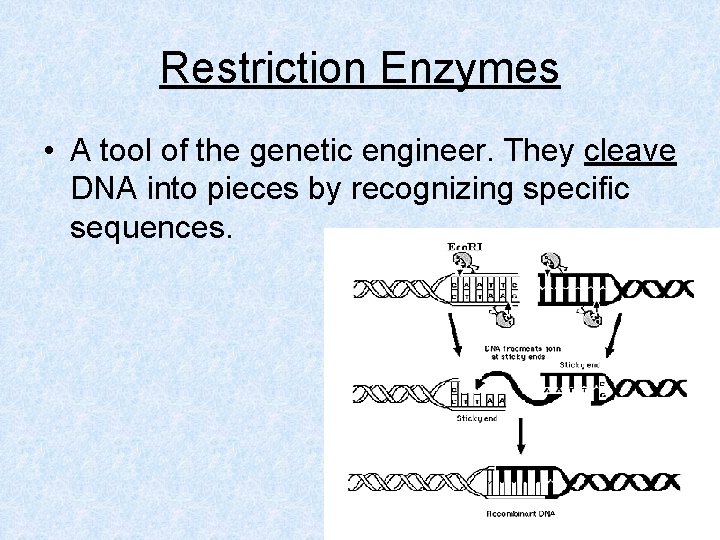 Restriction Enzymes • A tool of the genetic engineer. They cleave DNA into pieces