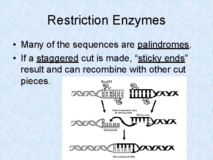 Restriction Enzymes • Many of the sequences are palindromes. • If a staggered cut