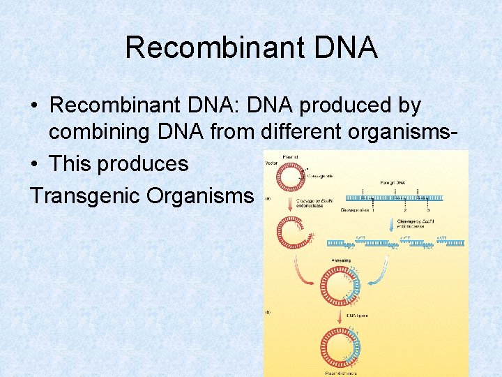Recombinant DNA • Recombinant DNA: DNA produced by combining DNA from different organisms •