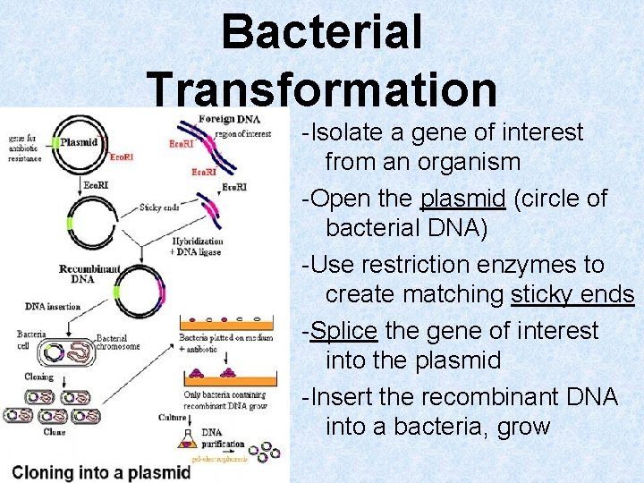 Bacterial Transformation -Isolate a gene of interest from an organism -Open the plasmid (circle