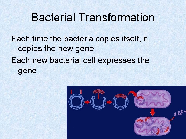Bacterial Transformation Each time the bacteria copies itself, it copies the new gene Each