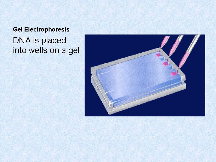 Gel Electrophoresis DNA is placed into wells on a gel 