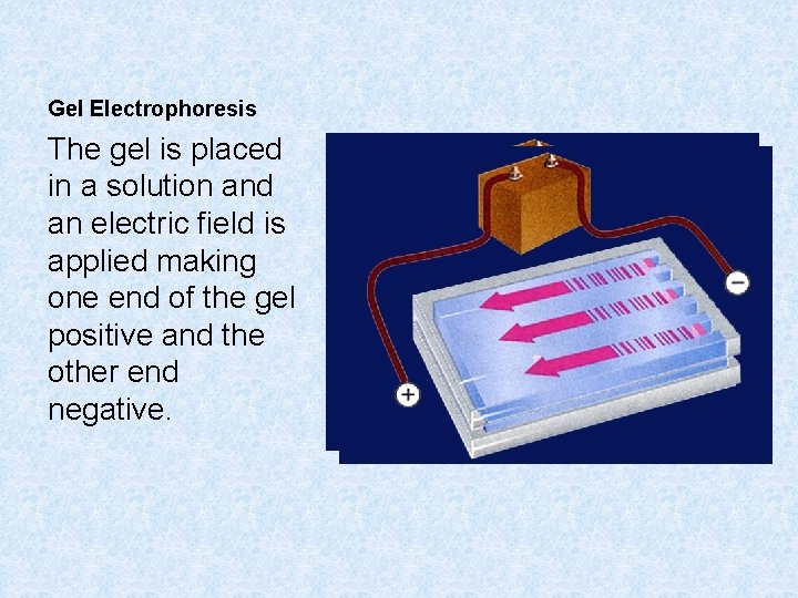 Gel Electrophoresis The gel is placed in a solution and an electric field is