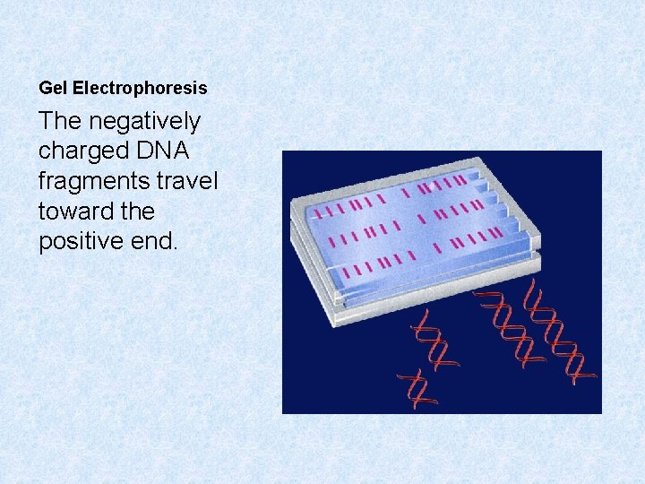 Gel Electrophoresis The negatively charged DNA fragments travel toward the positive end. 