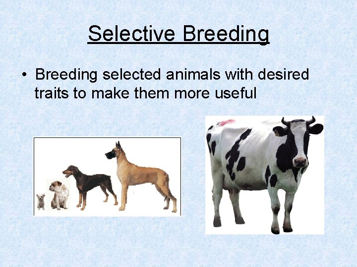 Selective Breeding • Breeding selected animals with desired traits to make them more useful