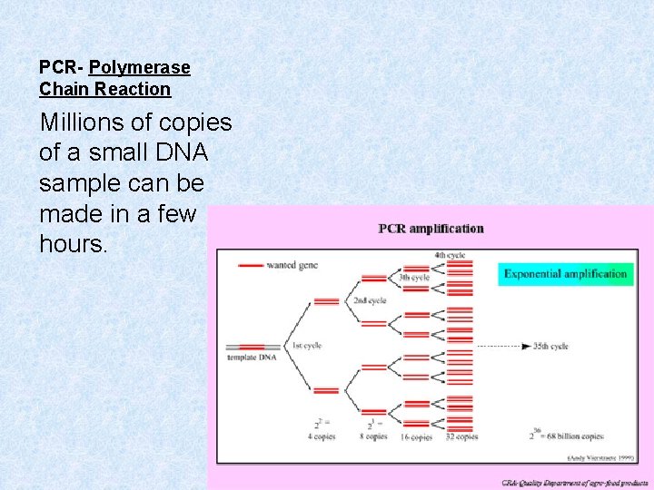 PCR- Polymerase Chain Reaction Millions of copies of a small DNA sample can be