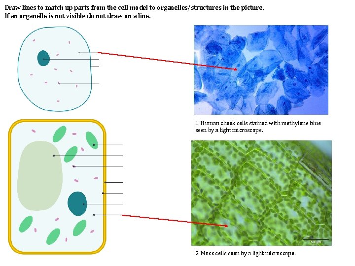 Draw lines to match up parts from the cell model to organelles/structures in the