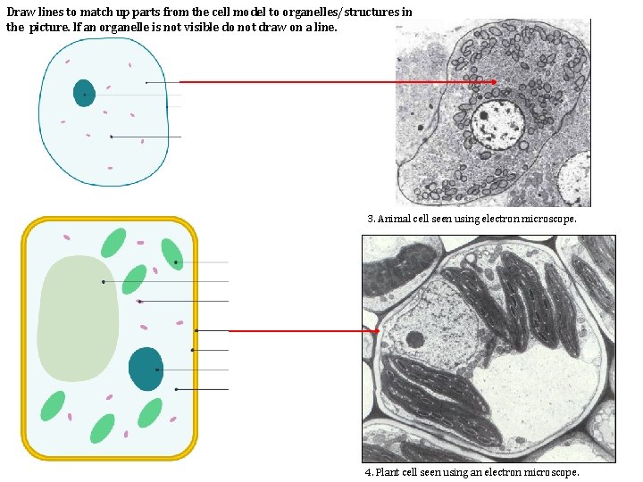 Draw lines to match up parts from the cell model to organelles/structures in the