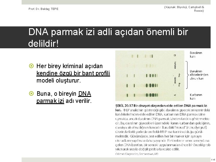 Prof. Dr. Bektaş TEPE (Kaynak: Biyoloji, Campbell & Reece) DNA parmak izi adli açıdan