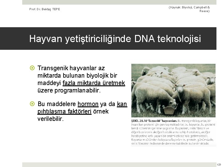 Prof. Dr. Bektaş TEPE (Kaynak: Biyoloji, Campbell & Reece) Hayvan yetiştiriciliğinde DNA teknolojisi Transgenik