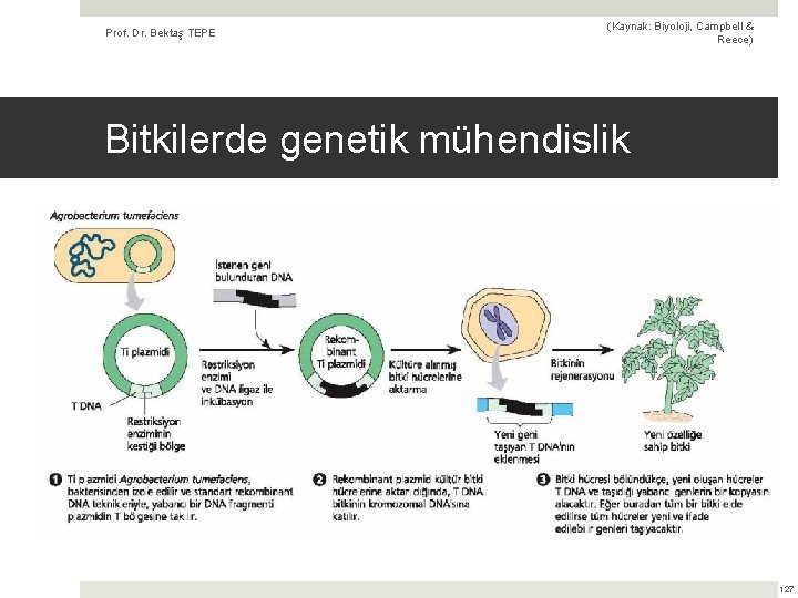 Prof. Dr. Bektaş TEPE (Kaynak: Biyoloji, Campbell & Reece) Bitkilerde genetik mühendislik 127 