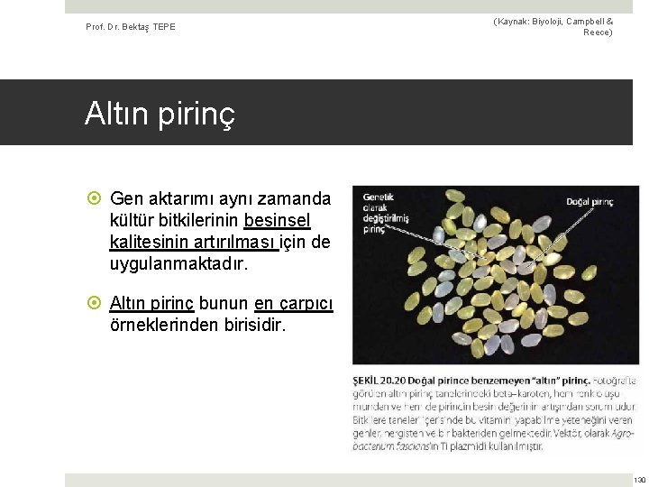 Prof. Dr. Bektaş TEPE (Kaynak: Biyoloji, Campbell & Reece) Altın pirinç Gen aktarımı aynı