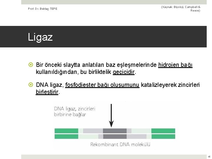 Prof. Dr. Bektaş TEPE (Kaynak: Biyoloji, Campbell & Reece) Ligaz Bir önceki slaytta anlatılan