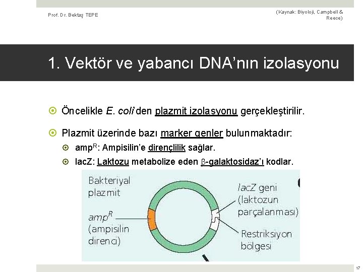 Prof. Dr. Bektaş TEPE (Kaynak: Biyoloji, Campbell & Reece) 1. Vektör ve yabancı DNA’nın