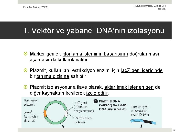 Prof. Dr. Bektaş TEPE (Kaynak: Biyoloji, Campbell & Reece) 1. Vektör ve yabancı DNA’nın