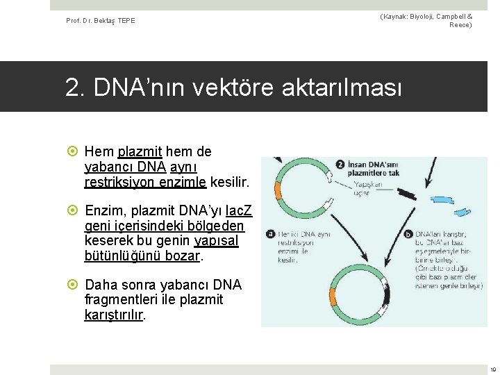 Prof. Dr. Bektaş TEPE (Kaynak: Biyoloji, Campbell & Reece) 2. DNA’nın vektöre aktarılması Hem