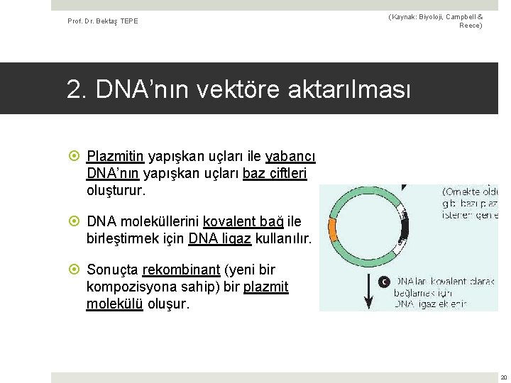 Prof. Dr. Bektaş TEPE (Kaynak: Biyoloji, Campbell & Reece) 2. DNA’nın vektöre aktarılması Plazmitin