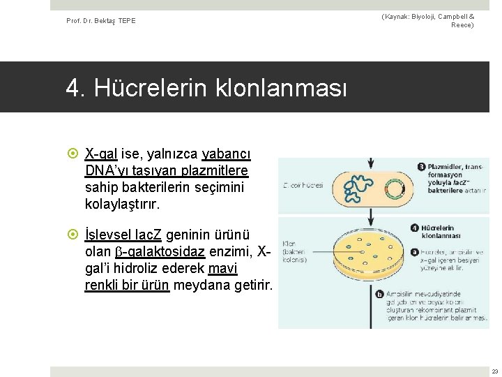 Prof. Dr. Bektaş TEPE (Kaynak: Biyoloji, Campbell & Reece) 4. Hücrelerin klonlanması X-gal ise,