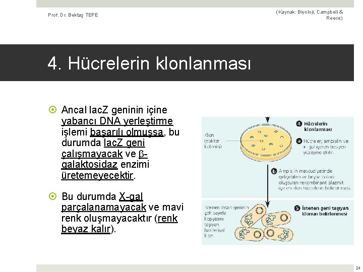 Prof. Dr. Bektaş TEPE (Kaynak: Biyoloji, Campbell & Reece) 4. Hücrelerin klonlanması Ancal lac.