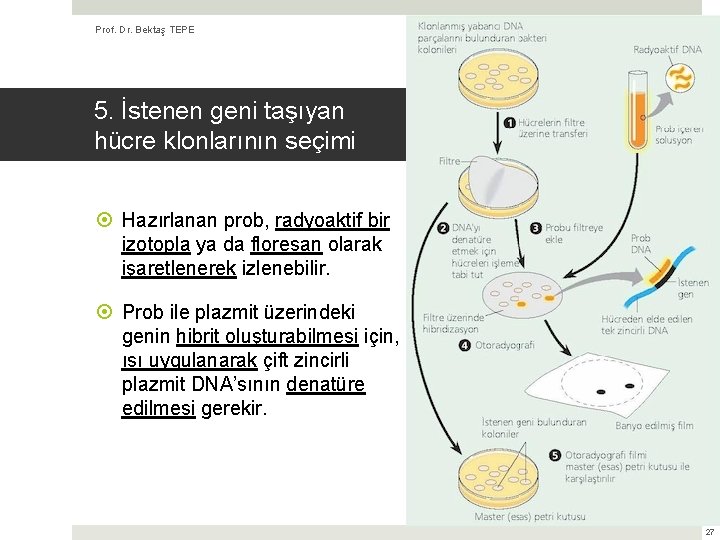 Prof. Dr. Bektaş TEPE (Kaynak: Biyoloji, Campbell & Reece) 5. İstenen geni taşıyan hücre