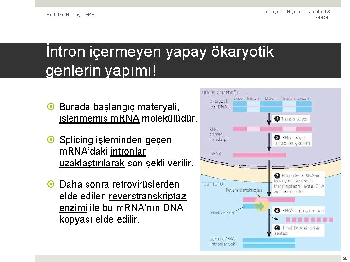 Prof. Dr. Bektaş TEPE (Kaynak: Biyoloji, Campbell & Reece) İntron içermeyen yapay ökaryotik genlerin