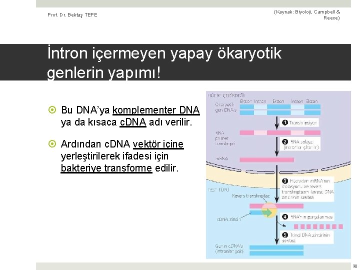 Prof. Dr. Bektaş TEPE (Kaynak: Biyoloji, Campbell & Reece) İntron içermeyen yapay ökaryotik genlerin