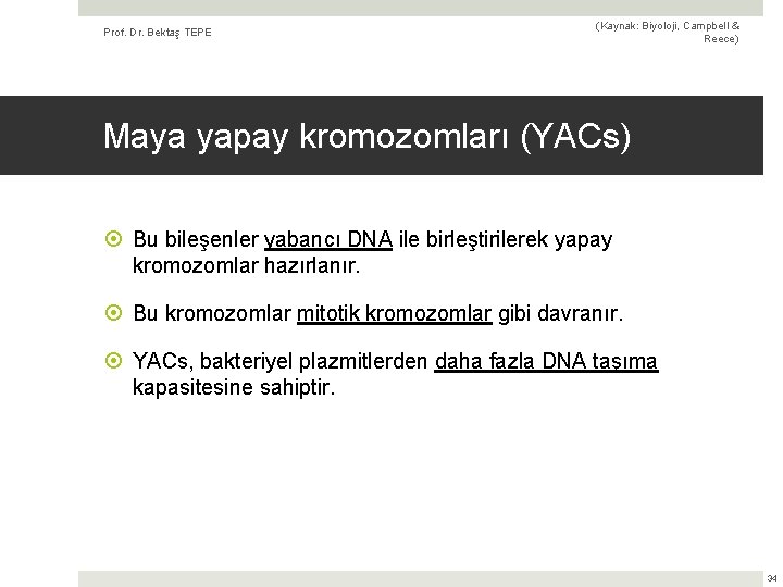 Prof. Dr. Bektaş TEPE (Kaynak: Biyoloji, Campbell & Reece) Maya yapay kromozomları (YACs) Bu