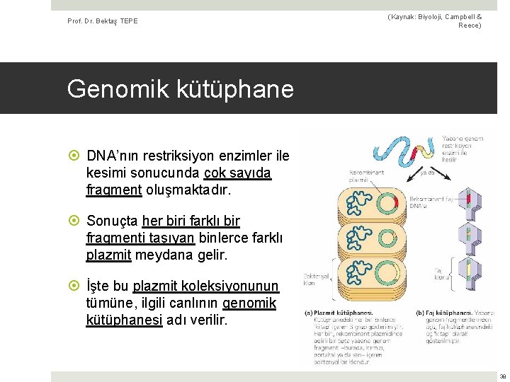 Prof. Dr. Bektaş TEPE (Kaynak: Biyoloji, Campbell & Reece) Genomik kütüphane DNA’nın restriksiyon enzimler