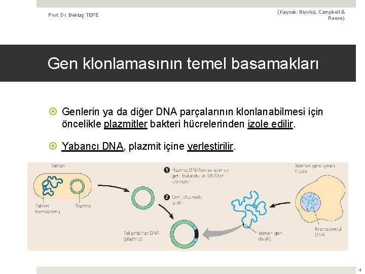 Prof. Dr. Bektaş TEPE (Kaynak: Biyoloji, Campbell & Reece) Gen klonlamasının temel basamakları Genlerin