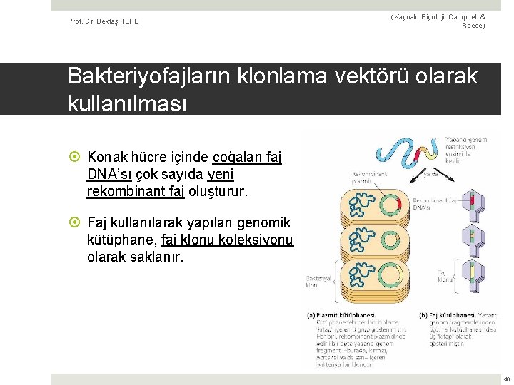 Prof. Dr. Bektaş TEPE (Kaynak: Biyoloji, Campbell & Reece) Bakteriyofajların klonlama vektörü olarak kullanılması
