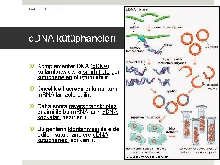 Prof. Dr. Bektaş TEPE (Kaynak: Biyoloji, Campbell & Reece) c. DNA kütüphaneleri Komplementer DNA