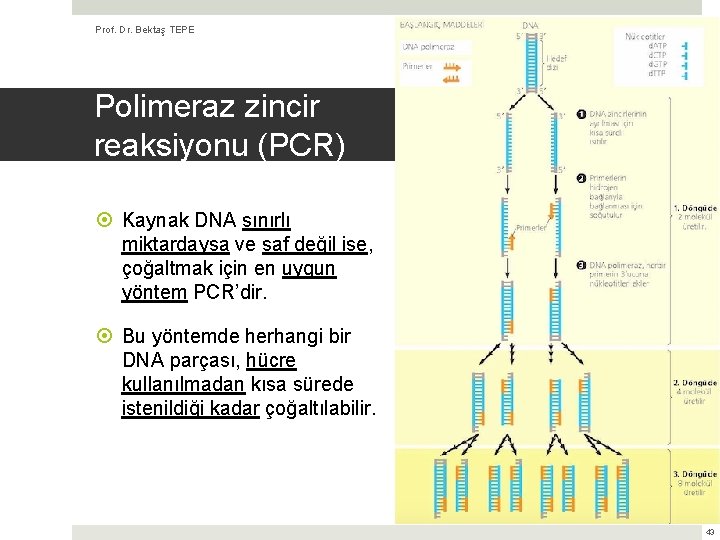 Prof. Dr. Bektaş TEPE (Kaynak: Biyoloji, Campbell & Reece) Polimeraz zincir reaksiyonu (PCR) Kaynak