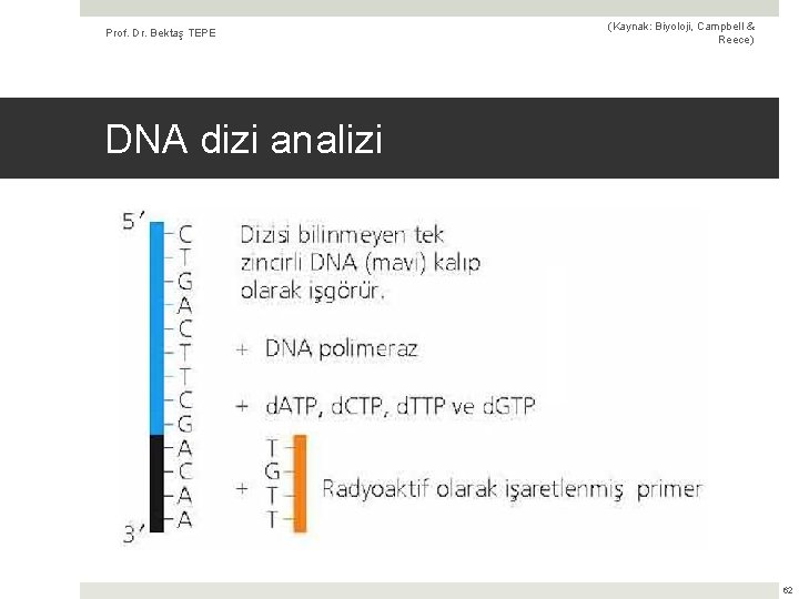 Prof. Dr. Bektaş TEPE (Kaynak: Biyoloji, Campbell & Reece) DNA dizi analizi 62 