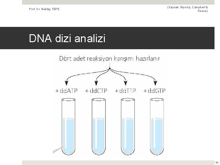 Prof. Dr. Bektaş TEPE (Kaynak: Biyoloji, Campbell & Reece) DNA dizi analizi 63 