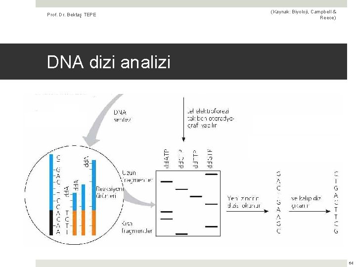 Prof. Dr. Bektaş TEPE (Kaynak: Biyoloji, Campbell & Reece) DNA dizi analizi 64 